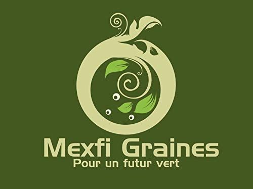 Portal Cool 3G (~ 1800 Seeds): 600/3600 Semi Indivia Cicoria Witloof Bruxelles Bianco/Cichorium intybus