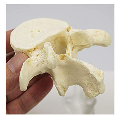 3B Scientific Menschliche Anatomie - Set mit 5 Lendenwirbeln + kostenlose Anatomie App - 3B Smart Anatomy