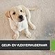 Ecodor UF2000 4Pets Uringeruch Entferner 500ml | 100% Biologischer Urin-Geruchsentferner für Katzen und Hunde Uringeruch | Parfümfrei, Effektiv für Haustiere | Anwendbar auf Holz, Beton, Textilien