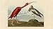 FrameTheTV hd-audubon Digital Hi-Definition USB TV Art - Audubon Society's Birds of North America