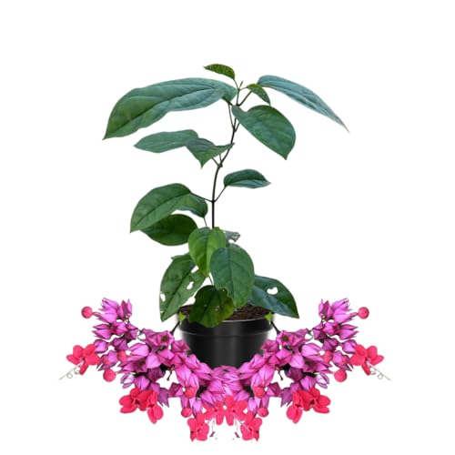 2 Bleeding Heart Live Plants image