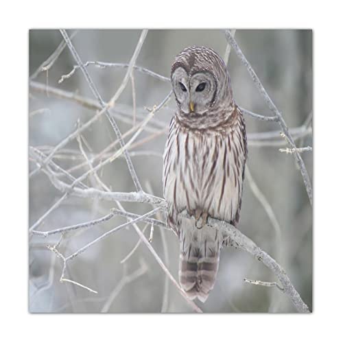 Panneau bois hibou gris 40cm idee cadeau originale pour passionne de nature sauvage