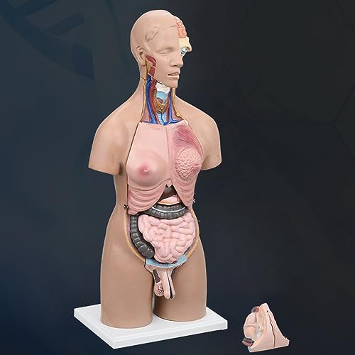 Torso humano de 55 cm modelo anatómico educativo con 21 piezas 8