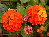 lantana taille 1 Pc Potseed 50Pcs / Bag Lantana CamaraPlant Rare perenne Ornato Flowerpot impianto Family Garden: 4