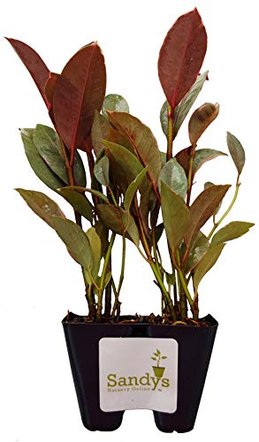 Sandys Nursery Online Ficus elastica Ruby Variegated Rubber Tree, Starter Plant. lot of 2