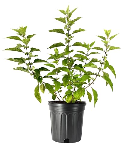 Beautyberry 2 Extra Large 3 Gallon Plants