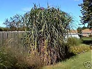 Miscanthus Floridus Giant Maiden Grass Seeds!