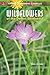 Wildflowers of the Desert Southwest