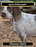  Spinone Italiano puppies Planner 2023