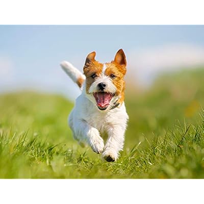 Groomer Essentials Rubber Curry Brush