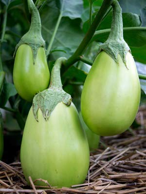 Golden Hills Farm® (AVG 500-2000) seeds BRINJAL GREEN ROUND seeds (B08WX6F73J) Amazon Price History, Amazon Price Tracker
