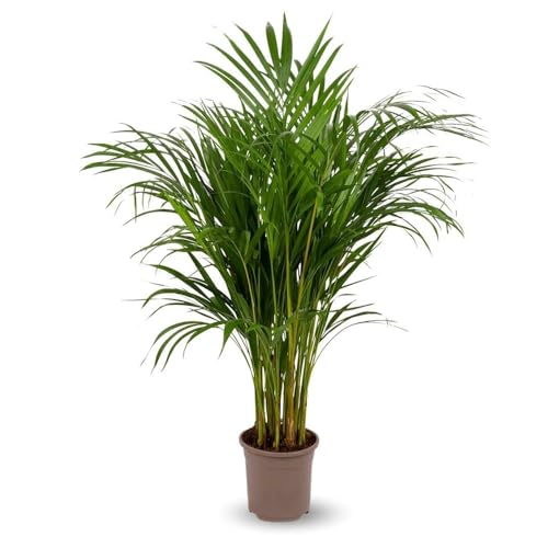 Attitude Jardin - Areca - dypsis lutescens - palmier d'intérieur - 100-110 cm - ⌀ 19 cm - purificateur d'air