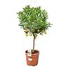 Citrus Mitis – sinaasappelboom – totale hoogte 80-90 cm – stam 30+cm – pot Ø 21 cm