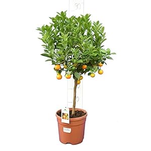 Citrus Mitis – sinaasappelboom – totale hoogte 80-90 cm – stam 30+cm – pot Ø 21 cm
