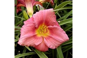 Rosy Returns Reblooming Daylilies: A Floral Extravaganza
