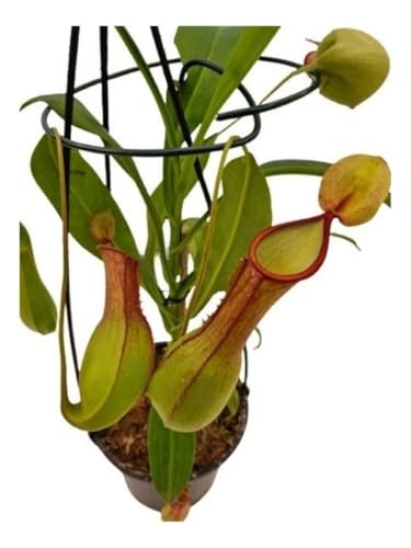 Nepenthes Graciflora Planta Carnívora em Vaso