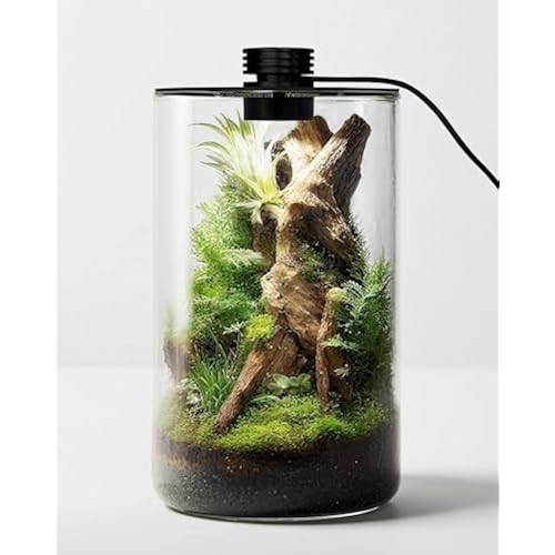Desktop Glass Terrarium with Grow Light (9.8" H x 5.9" D) - for Succulents, Moss, Mini Gardens, Betta Fish Tanks, Mushroom Cultivation | Indoor Plant Growth | Office/Home Decor | Plant Lover Gifts