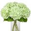 Light Green Hydrangea Flowers