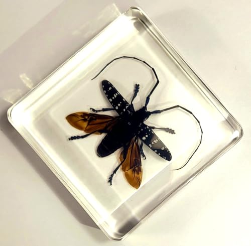 Image of 75mm Real Citrus Long-Horned Beetle in Crystal Clear Lucite Resin Specimen Preserved Anoplophora Chinensis Insect Taxidermy Collection for Biology Science Education & Desk Ornament Display Supplies
