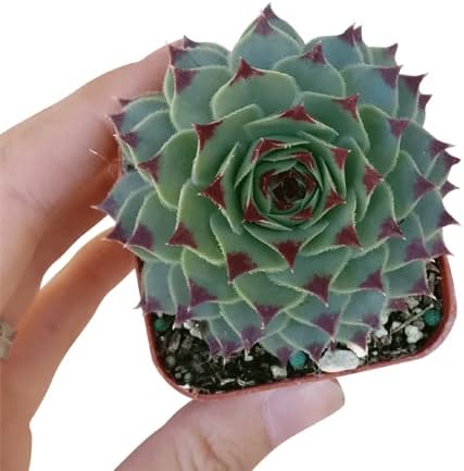 Miniatura 4 de Sempervivum Calcareum - Planta suculenta saludable Sempervivum Live de fácil cuidado para interiores, totalmente enraizada en tamaños de 246 pulgadas