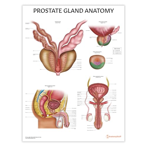 AnatomyStuff Grafico di anatomia della prostata 45 x 60 cm, diagramma del sistema riproduttivo maschile, educazione alla salute maschile, poster urologico