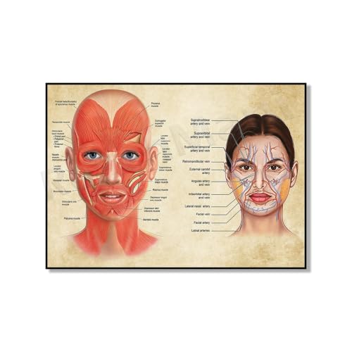 Affiche anatomie muscles veines visage 13x18cm pour massothérapeute