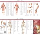 Sistemas musculares y esqueletales: Guía de estudio (Anatomical Chart Company Ilustrated Pocket Anatomy)