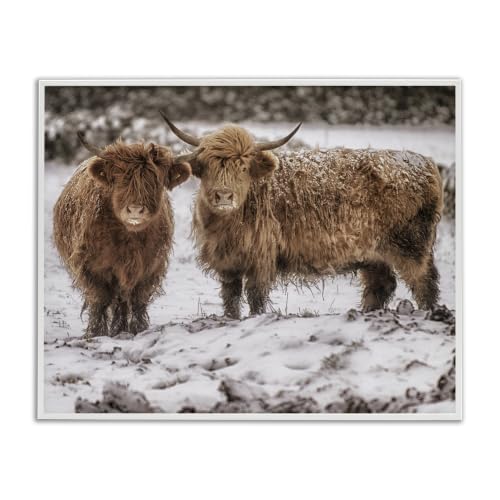 'Snow Dusted Highland Cattle Niveous Nature'| Framed Giclee Art