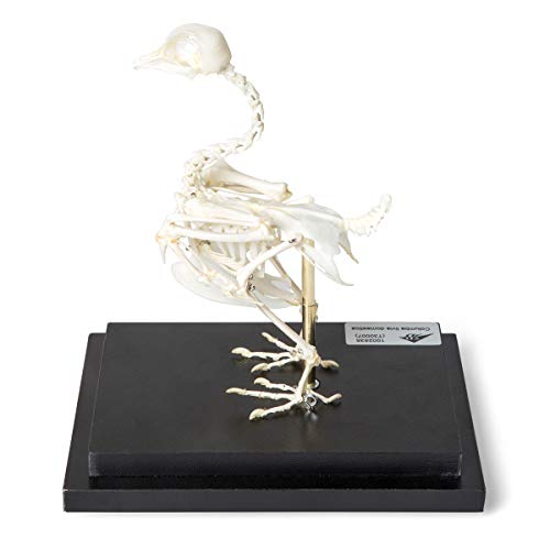 Image of 3B Scientific GmbH T300071 Pigeon Skeleton, Articulated on Base
