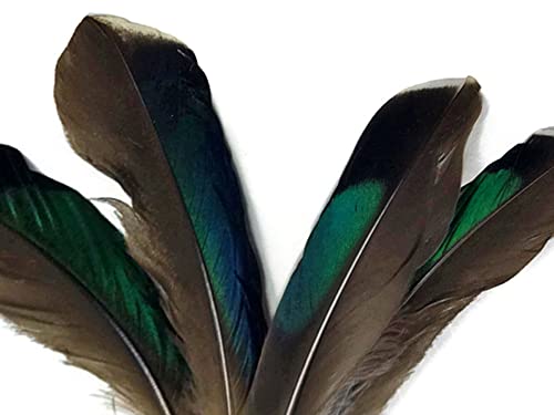 10 Pieces - Iridescent Green Mallard Duck Wing Feathers Halloween Craft Supply | Moonlight Feather #TOP2
