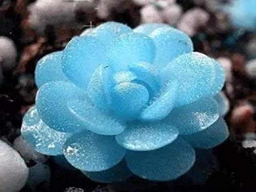 150 Seeds Blue witchford Lithops seeds Beautiful flower seed Pseudotruncatella seed Perennial for Home Stone Flowers