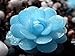 150 Seeds Blue witchford Lithops seeds Beautiful flower seed Pseudotruncatella seed Perennial for Home Stone Flowers