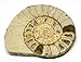 Limestone Ammonite Fossil Jurassic Great Britain 16986