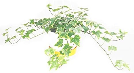 Amazon ヘデラ アイビー ヘリックス 吊り鉢 ５号鉢 観葉植物 本物 ミニ 中型 インテリア 観葉植物 オンライン通販