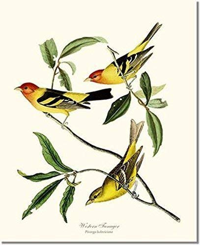 Bird Print - Western Tanager (James Audubon) Vintage Art