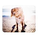 Imprimé en France Tapis de Souris Simili Cuir Cavalier King Charles A La Plage Petit Chien Marron Mignon (22 x 18 cm)
