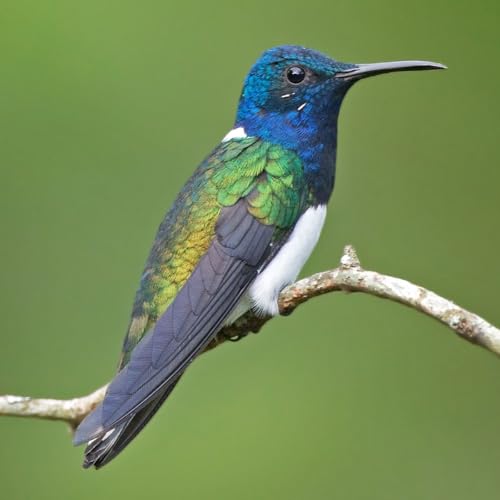 La dieta del colibr&iacute; obeso, de Mitoha Ondo'o Ayekaba