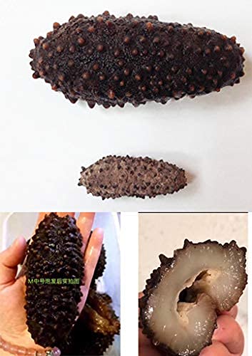 Dol 16Oz=453G Sun Dried Wild Caught 15 Years Mexico Sea Cucumber, Aaa Grade All Natural Nutritious 15 Years 特級墨西哥野生鮑魚參/梅花刺參 大号L 18~28Pcs/16Oz #TOP4