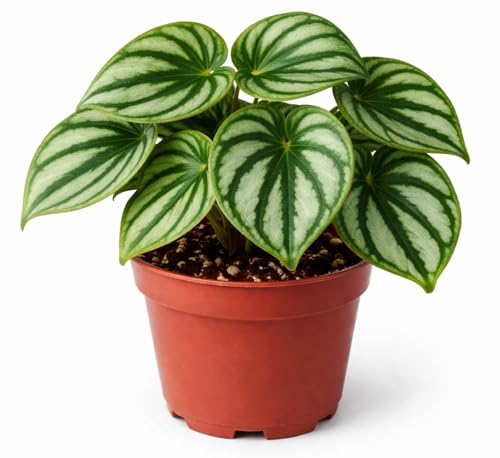 Watermelon Begonia with silver and green striped leaves