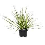 Real Dracaena Marginata 'Sunray' Dragon Tree in 6" Grower Pot, Live Houseplant, Easy Plant Decor, Air Purifying Houseplants for Home or Office by Plants for Pets