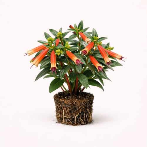 Plant Nook Cuphea Big Cigar Starter Plug