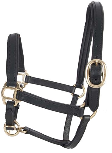  TdeT Licol cuir foal - noir - poulain