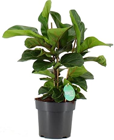 Ficus Lyrata Planta de Interior Natural para Casa y Oficina