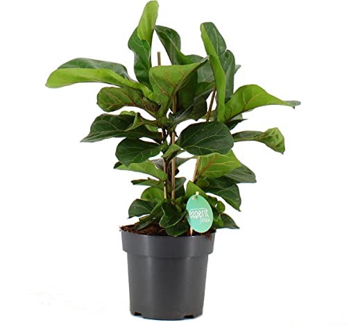 Ficus Lyrata Planta de Interior Natural para Casa y Oficina