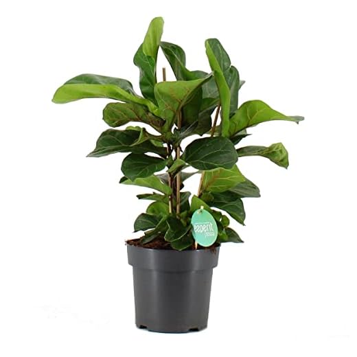 Ficus Lyrata Planta de Interior Natural para Casa y Oficina