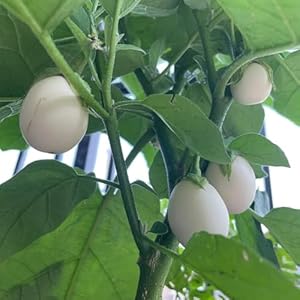 Generic Auberginen Samen Bio 500pcs