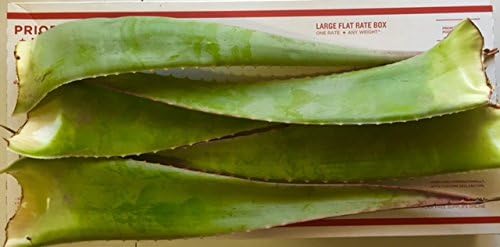 RAGARDEN Aloe Vera, 6 Leaves, Fresh Harvest at RAGARDEN Farm (Las Vegas, NV, USA).