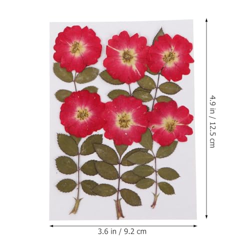 12 piezas de flores de rosa secas naturales y hojas prensadas miniatura 2