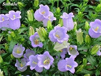 5: 100 semi Pz Galsang Indoor fioritura Delle piante Fiori Semi Courtyard & Balcony piante da esterno per il giardino domestico di facile da coltivare 5