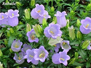 5: 100 semi Pz Galsang Indoor fioritura Delle piante Fiori Semi Courtyard & Balcony piante da esterno per il giardino domestico di facile da coltivare 5